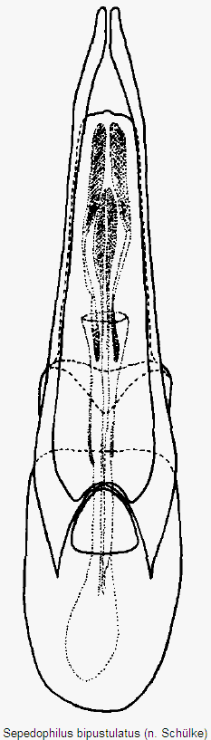 sepedophilus_bipustulatus.gif