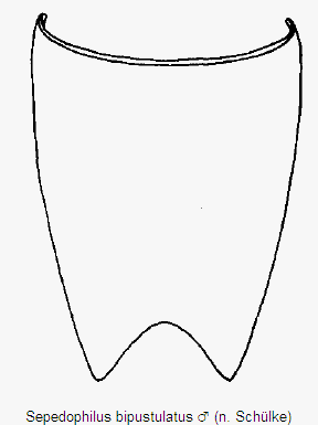 sepedophilus_bipustulatus_sternit.gif