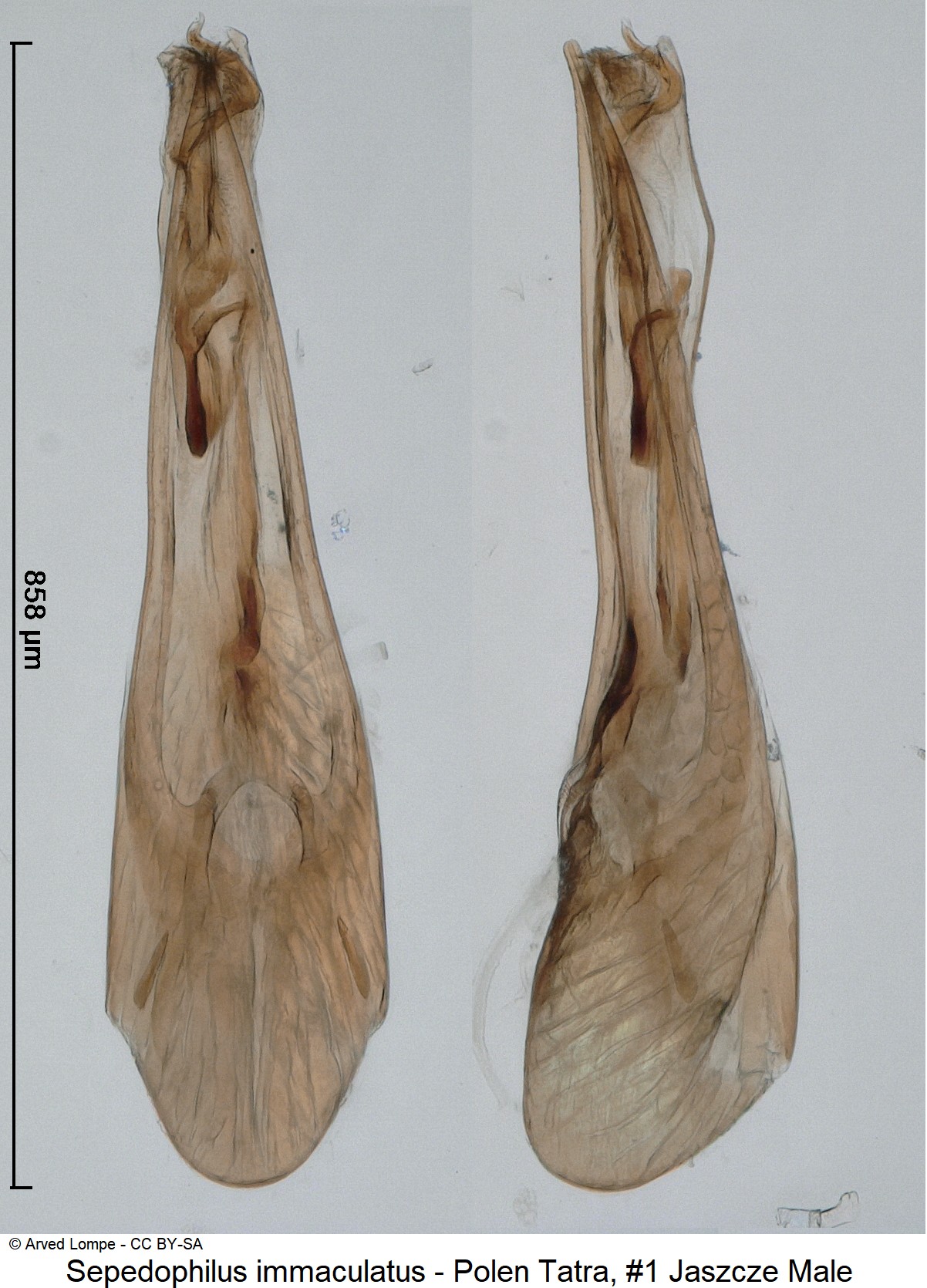 sepedophilus_immaculatus_nr1_ck34584025.jpg