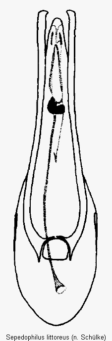 sepedophilus_littoreus.gif