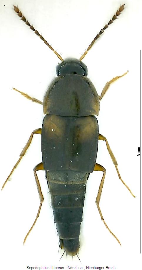 sepedophilus_littoreus_hab.jpg