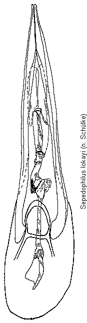 sepedophilus_lokayi.gif