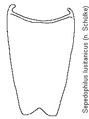 sepedophilus_lusitanicus_sternit.gif