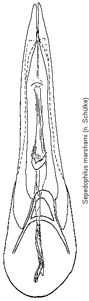 sepedophilus_marshami.gif