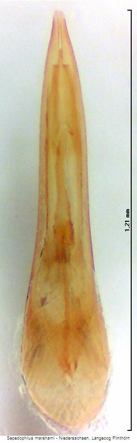 sepedophilus_marshami.jpg