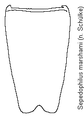 sepedophilus_marshami_sternit.gif
