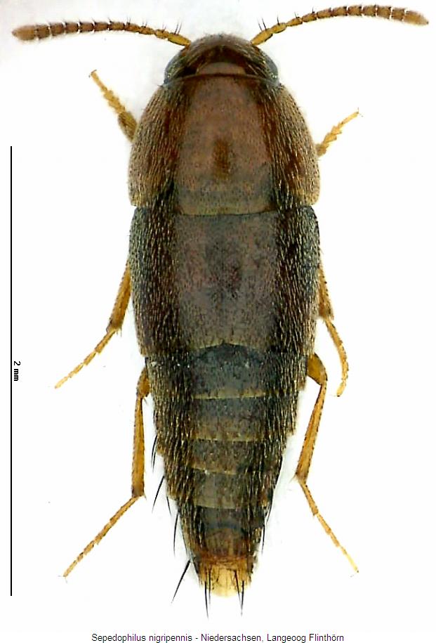 sepedophilus_nigripennis_hab.jpg