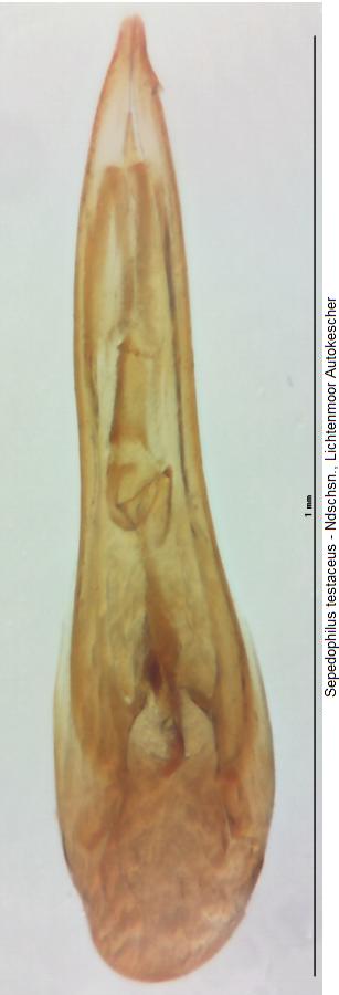 sepedophilus_testaceus3.jpg