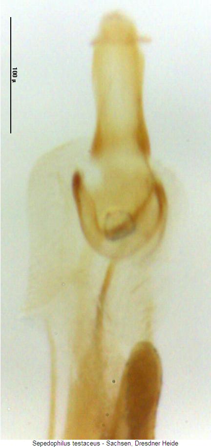sepedophilus_testaceus_is.jpg