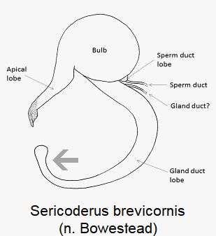 sericoderus_brevicornis_sperm.gif