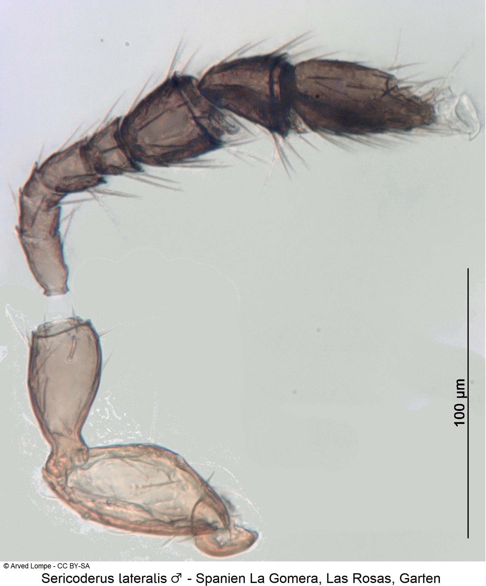 sericoderus_lateralis_m_ck7389080_f-2.jpg