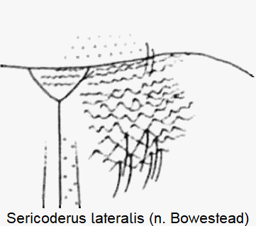 sericoderus_lateralis_scut.gif