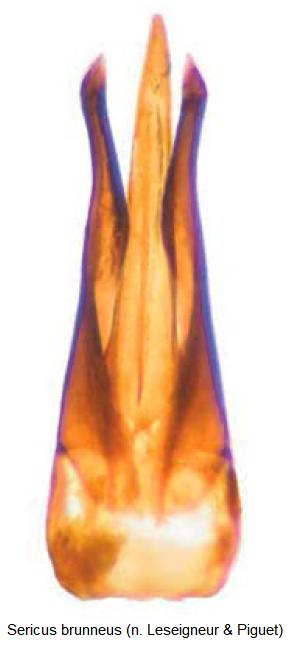 sericus_brunneus.jpg