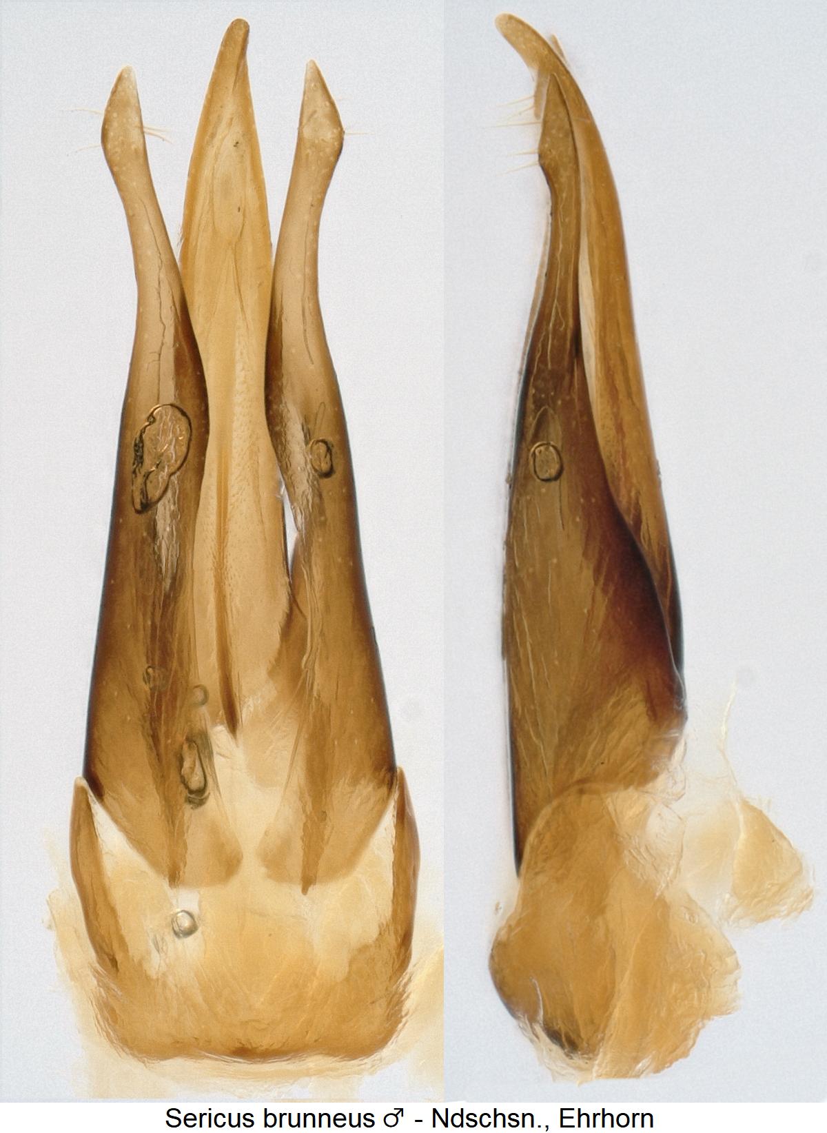 sericus_brunneus1.jpg
