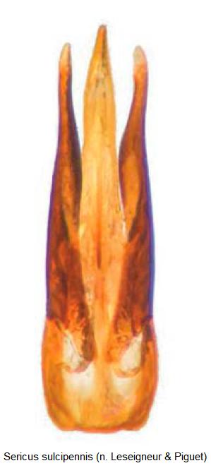sericus_sulcipennis.jpg