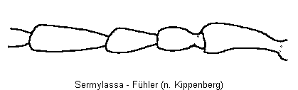 sermylassa_f.gif