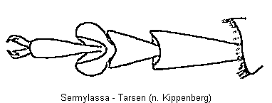 sermylassa_htr.gif