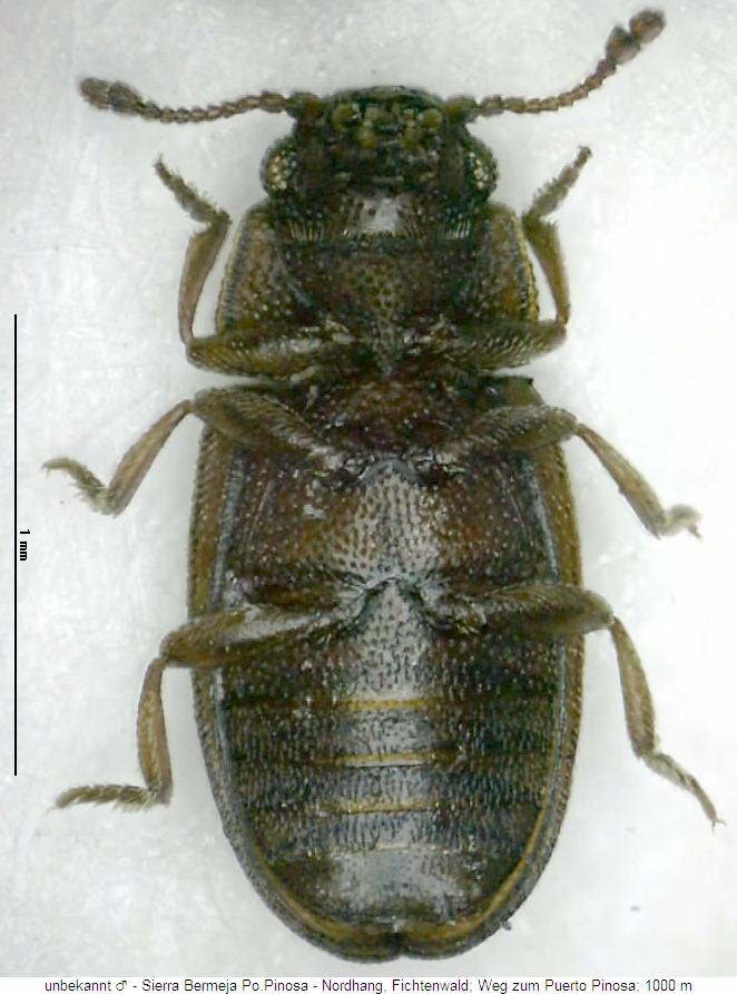 setariola_sericea_m_us.jpg