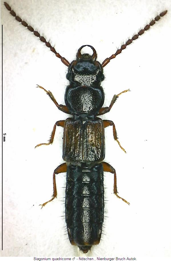 siagonium_quadricorne_hab.jpg