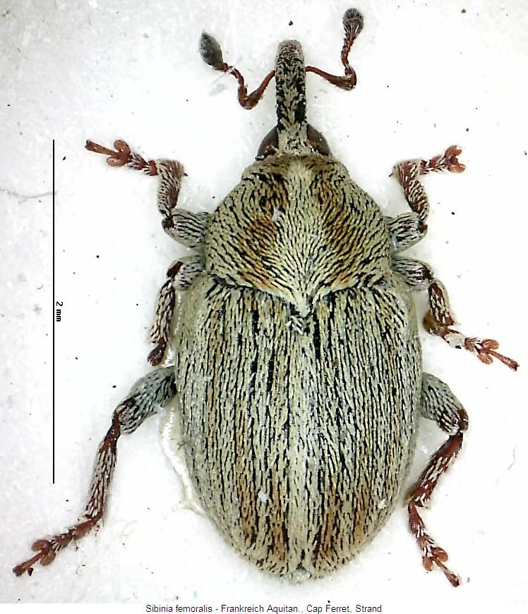 sibinia_femoralis_hab.jpg