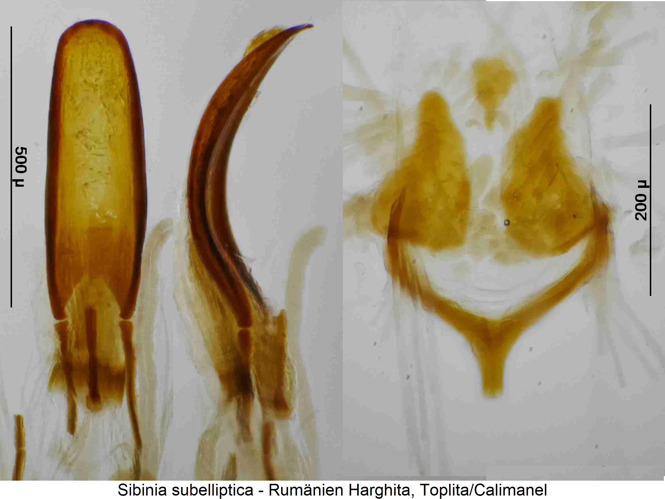 sibinia_subelliptica.jpg