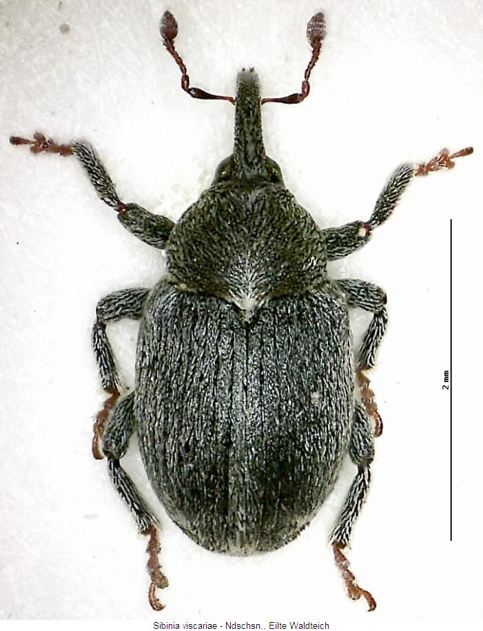 sibinia_viscariae_hab.jpg