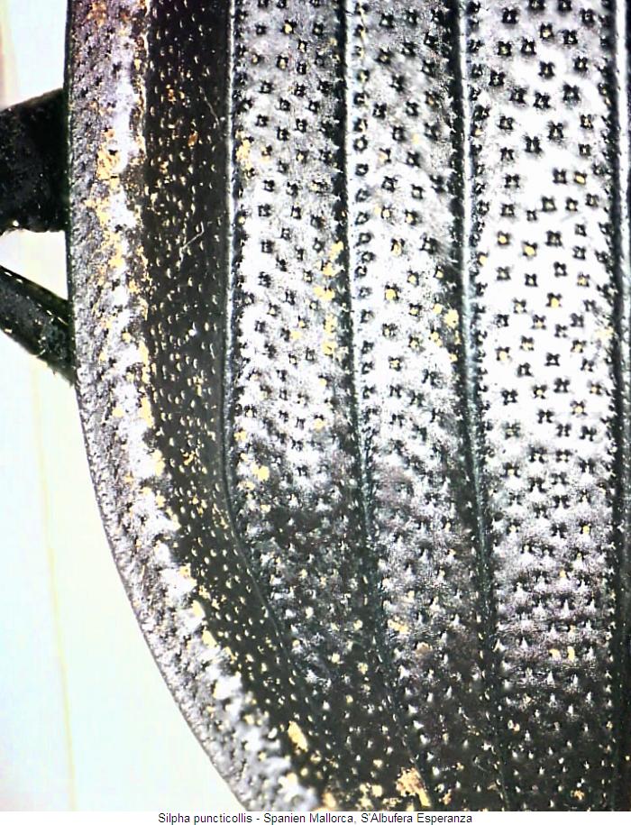 silpha_puncticollis_fld.jpg