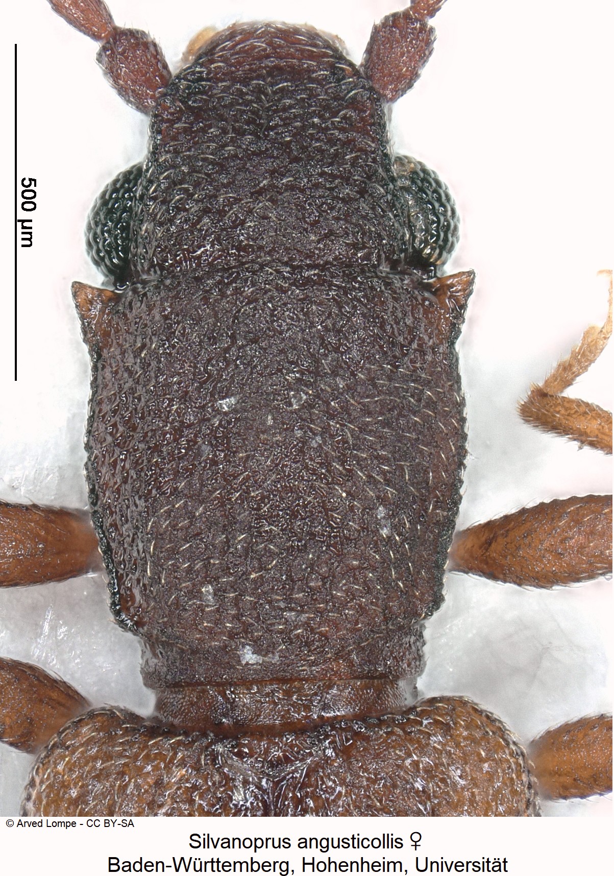 silvanoprus_angusticollis_w_ck34275599_vk.jpg