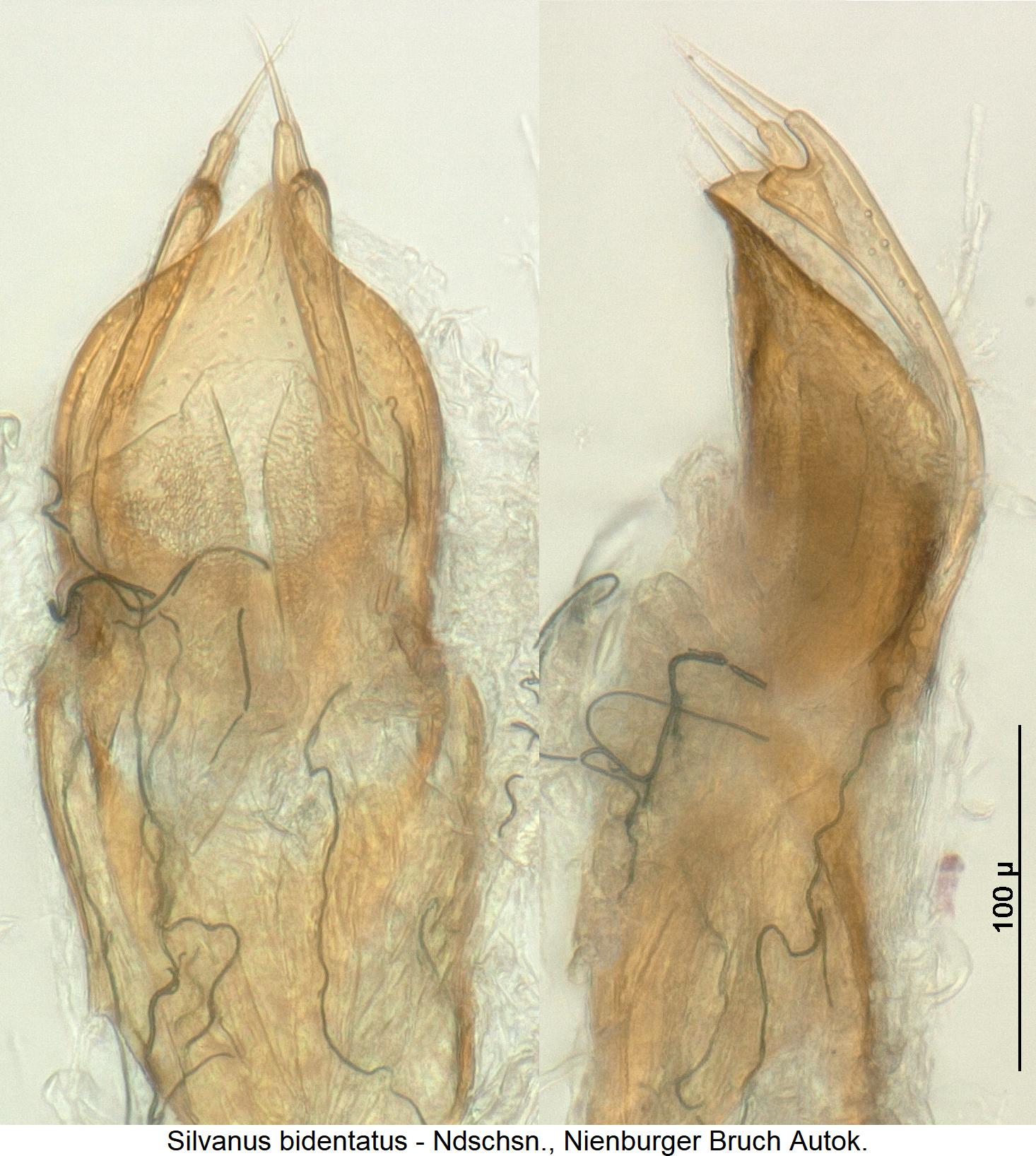 silvanus_bidentatus.jpg