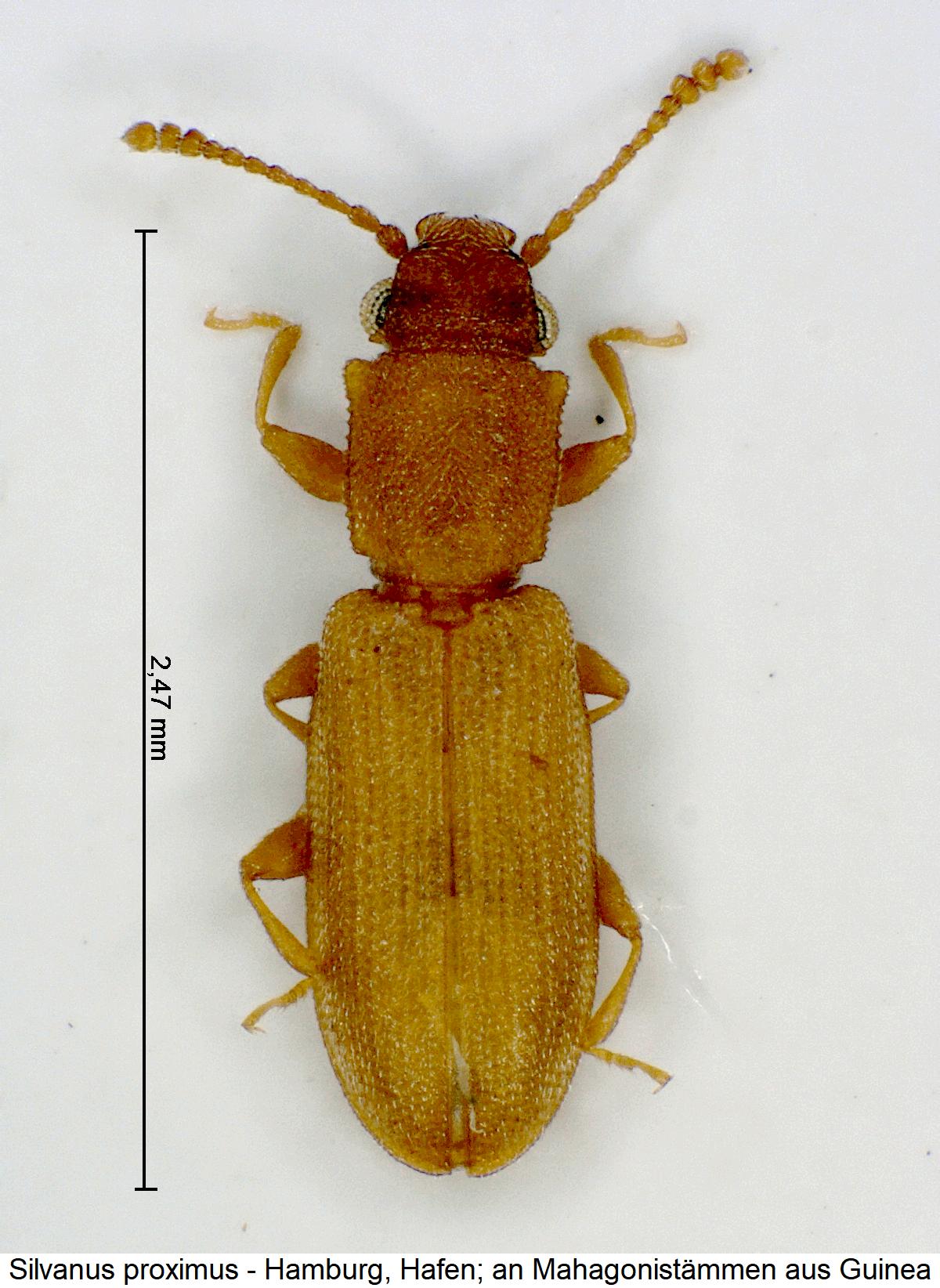 silvanus_proximus_hab.jpg