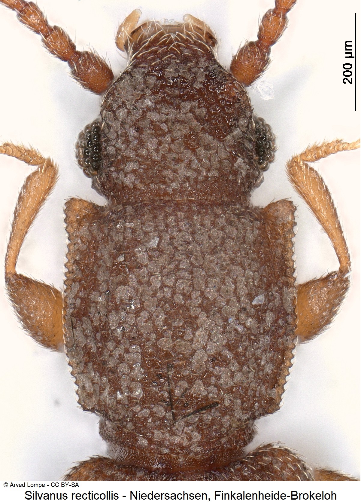 silvanus_recticollis_ck36057514_vk.jpg