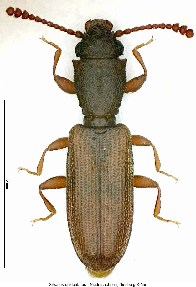 silvanus_unidentatus_hab.jpg