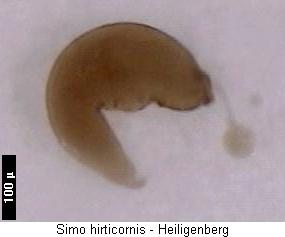 simo_hirticornis_sperm.jpg