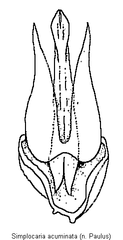 simplocaria_acuminata.gif