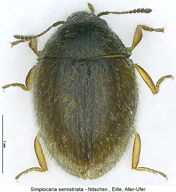simplocaria_semistriata_hab.jpg