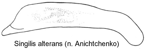 singilis_alterans_aed.jpg