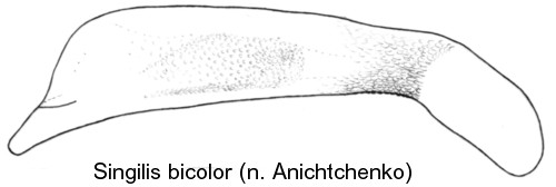 singilis_bicolor_aed.jpg