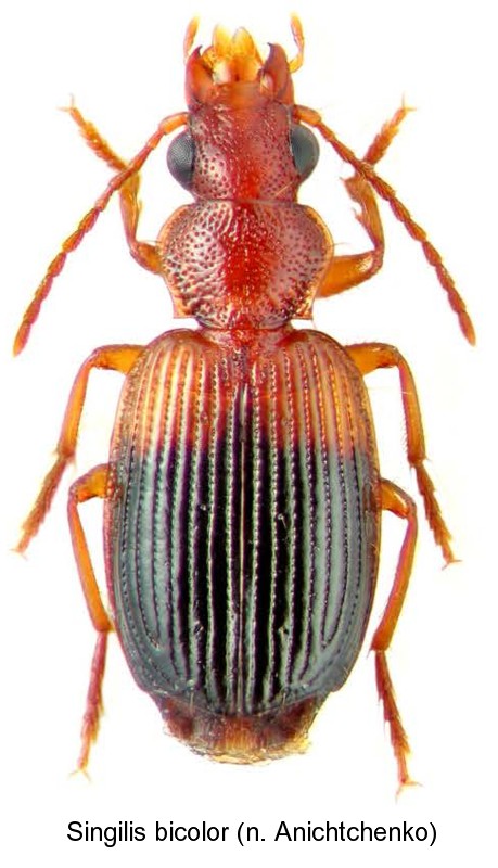 singilis_bicolor_hab.jpg