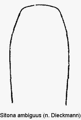sitona_ambiguus1.gif