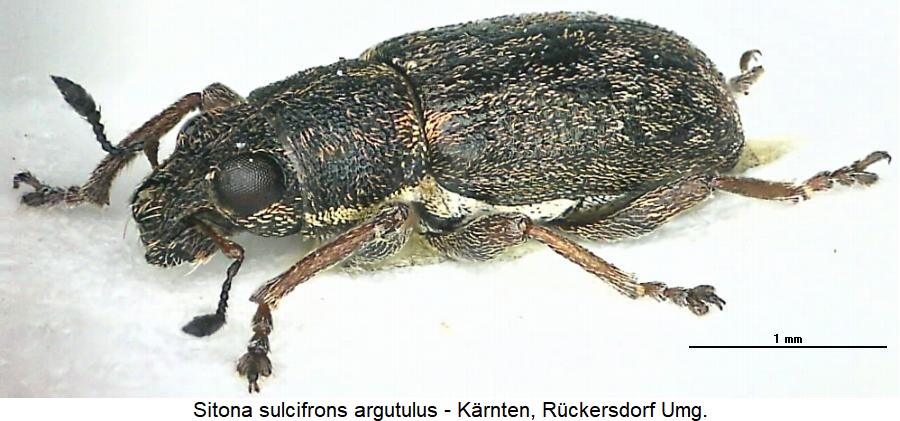 sitona_argutulus_sa.jpg