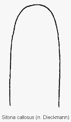 sitona_callosus1.gif