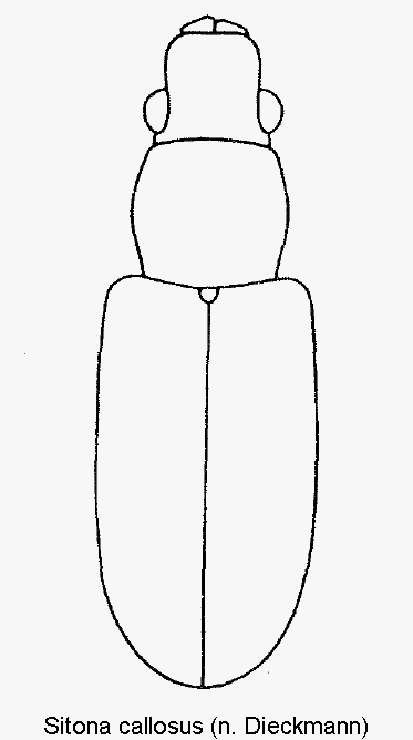 sitona_callosus_hab1.gif