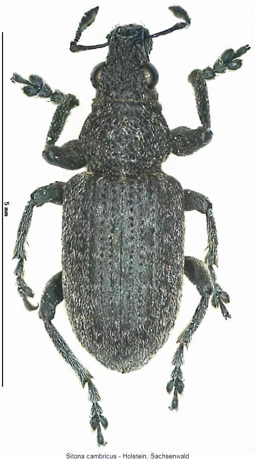 sitona_cambricus_hab.jpg