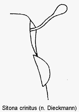 sitona_crinitus_f1.gif