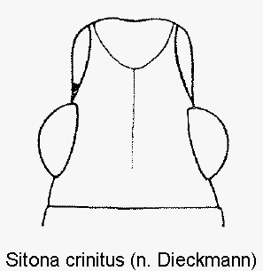 sitona_crinitus_k.gif