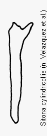 sitona_cylindricollis_ham.gif