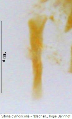 sitona_cylindricollis_ham.jpg
