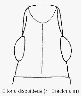 sitona_discoideus_k.gif