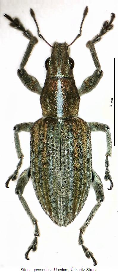 sitona_gressorius_hab.jpg