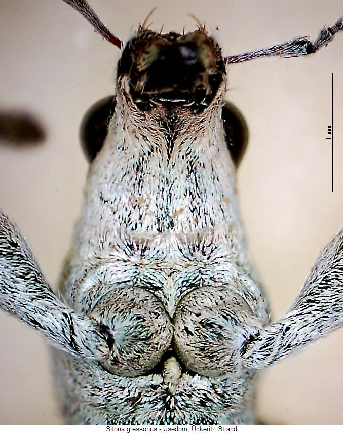 sitona_gressorius_us.jpg